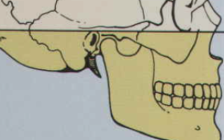 Строение нижней челюсти человека