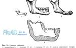 Строение нижней челюсти человека анатомия