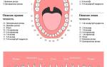 Схема расположения зубов у человека по номерам