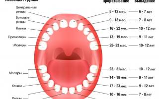 Какие зубы у детей не выпадают