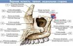 Анатомия верхней и нижней челюсти