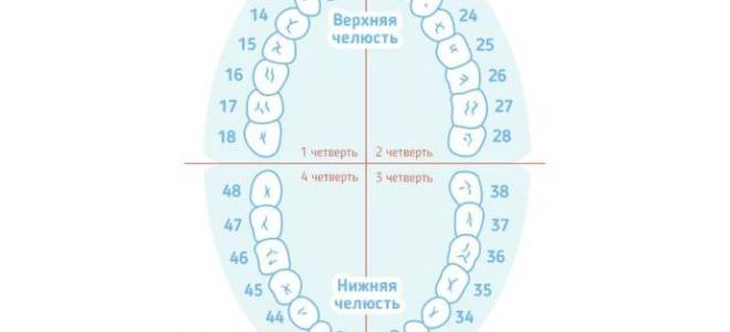 Зуб 46 это какой