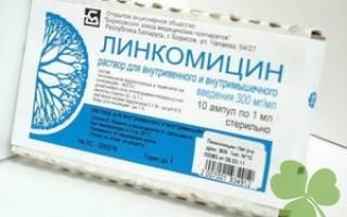 Антибиотик линкомицин инструкция по применению