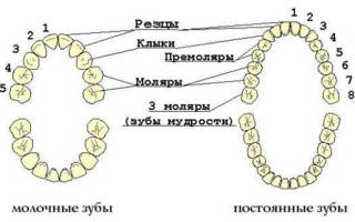 Карта зубов